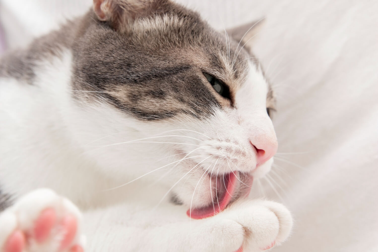 貓咪不能聞的味道有哪些？保養品中的精油呢？
